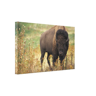Bison photo canvas print
