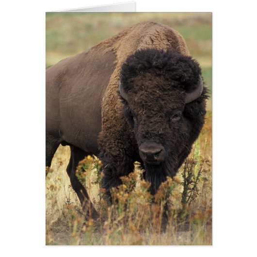 Bison photo cards (Front)