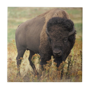 Bison photo ceramic tile