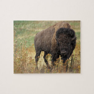 Bison photo jigsaw puzzle