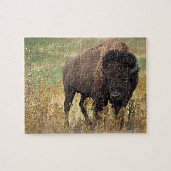 Bison Photo Jigsaw Puzzle by Argos_Photography at Zazzle