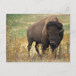 Bison photo postcard