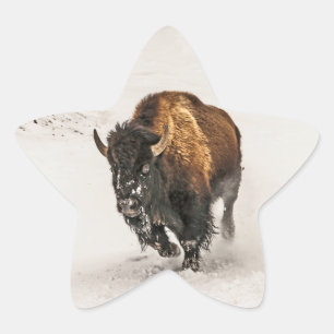 Bison Plodding Through the Snow in Yellowstone Star Sticker