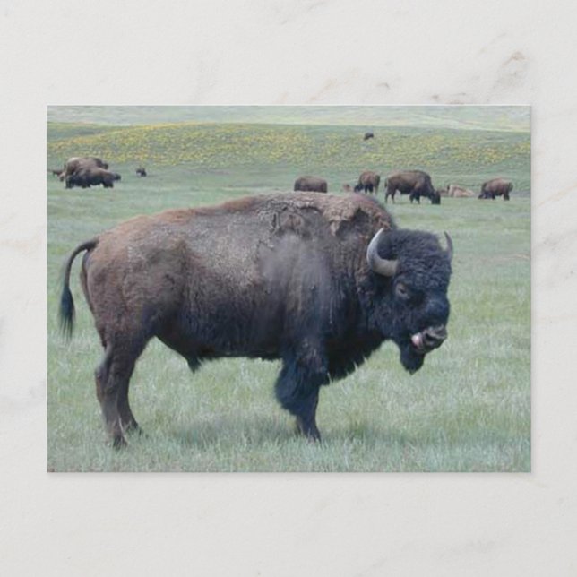 Bison Postcard (Front)