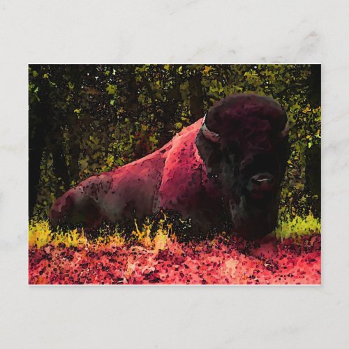 Bison Postcard