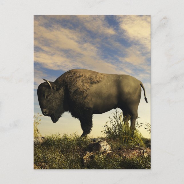 Bison Postcard (Front)