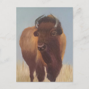 Bison Postcard