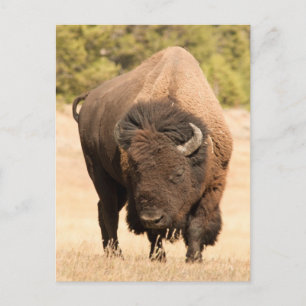 Bison Postcard