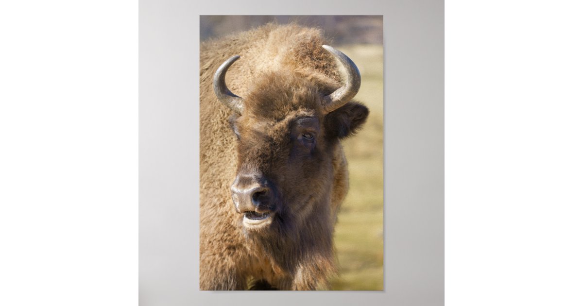 Bison Poster | Zazzle