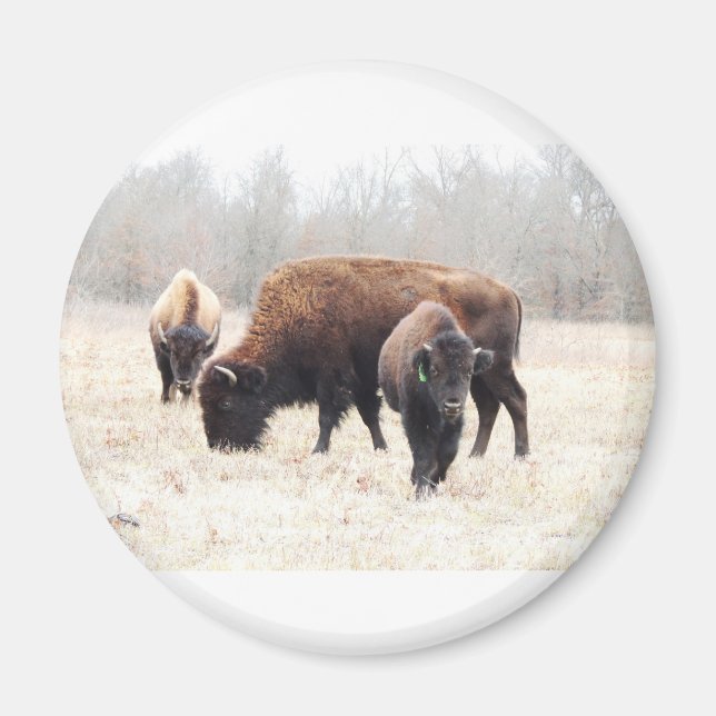 Bison Prairie Magnet (Front)