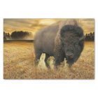Bison Prairie