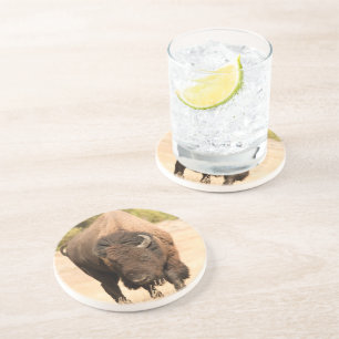Bison Sandstone Coaster