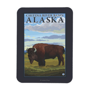 Bison Scene - Chitina River Basin, Alaska Magnet