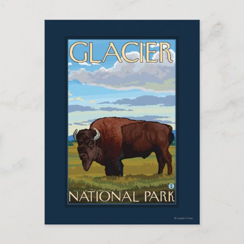 Bison Scene _ Glacier National Park MT Postcard