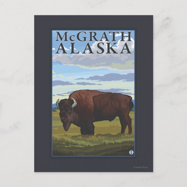 Bison Scene - McGrath, Alaska Postcard (Front)