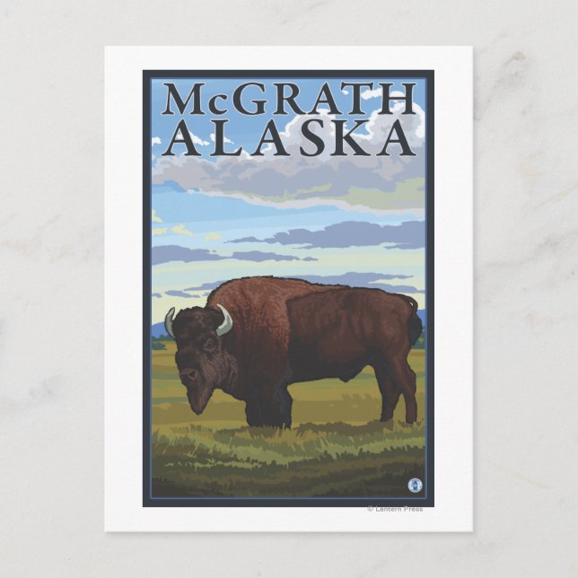 Bison Scene - McGrath, Alaska Postcard (Front)