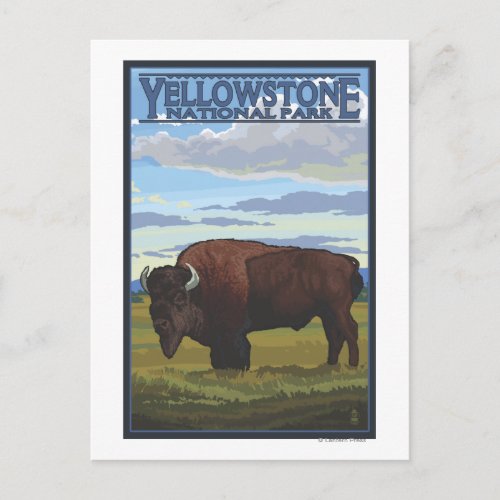 Bison Scene _ Yellowstone National Park Postcard
