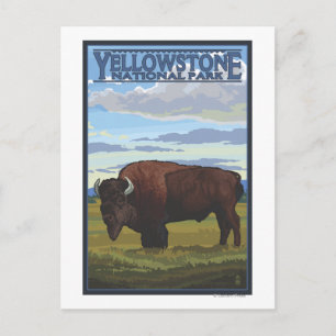Bison Scene - Yellowstone National Park Postcard