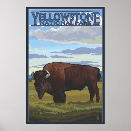 Bison Scene - Yellowstone National Park Poster
