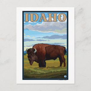 Bison SceneIdahoVintage Travel Poster Postcard