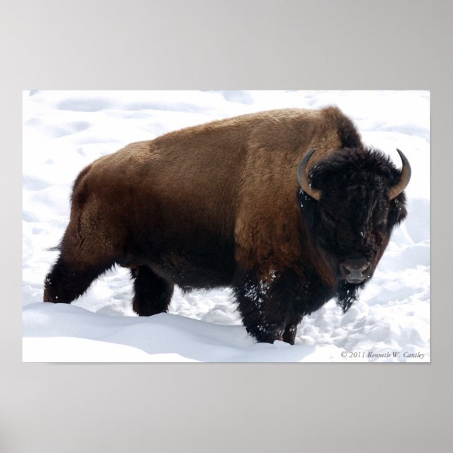 Bison Snow Poster (Front)