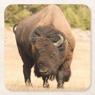 Bison Square Paper Coaster