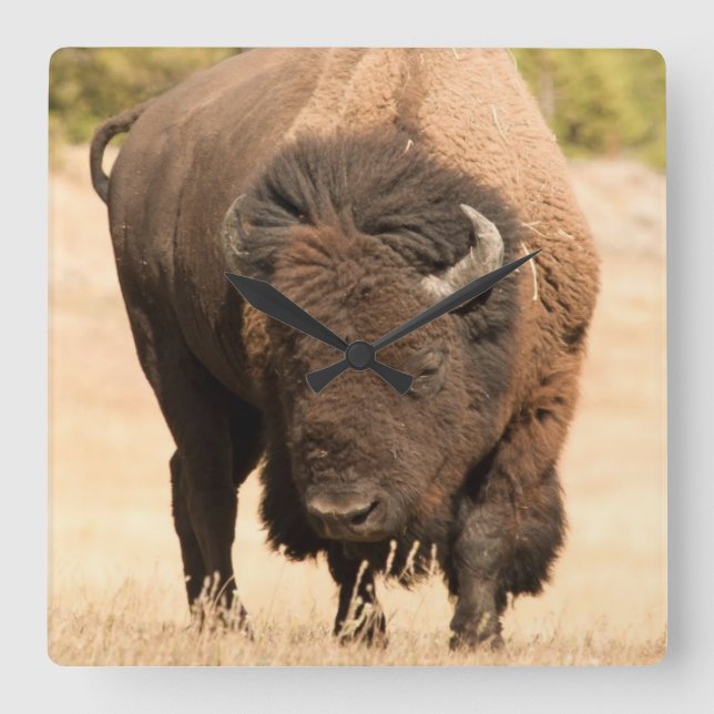 bison square wall clock (Front)