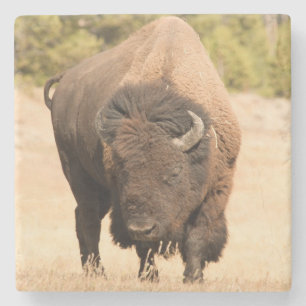 Bison Stone Coaster