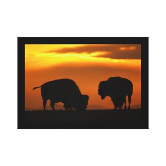 bison sunset canvas print