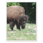 Bison Temporary Tattoos
