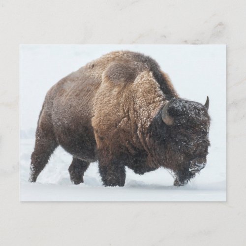Bison walking in snow postcard