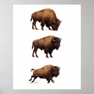 Bison Wildlife Wall Art Poster