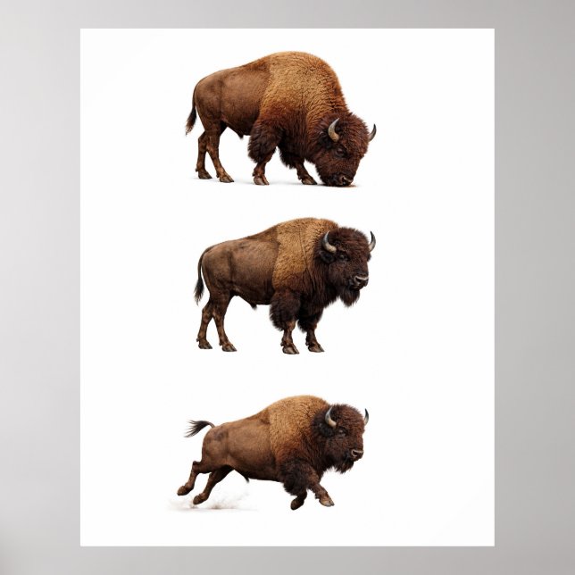 Bison Wildlife Wall Art Poster (Front)
