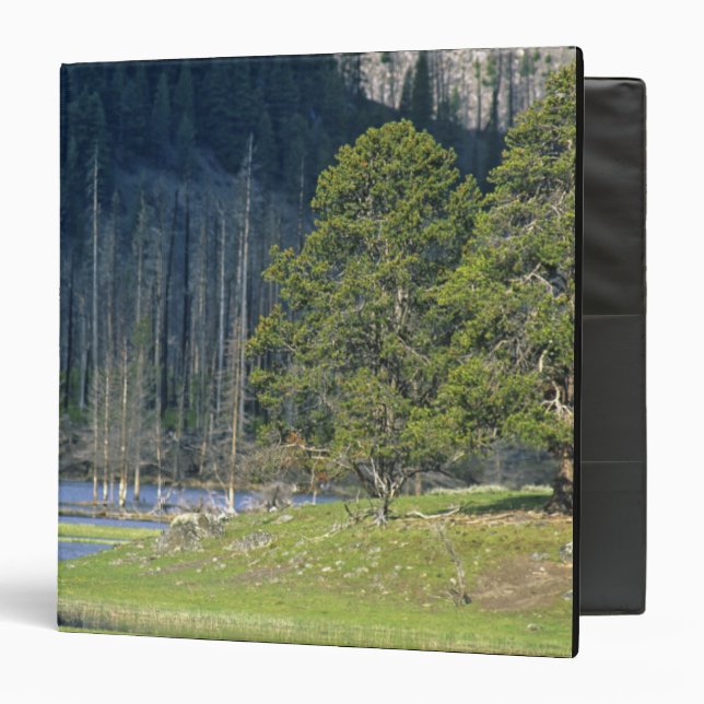 Bison with calf at Yellowstone National Park Binder (Front/Inside)