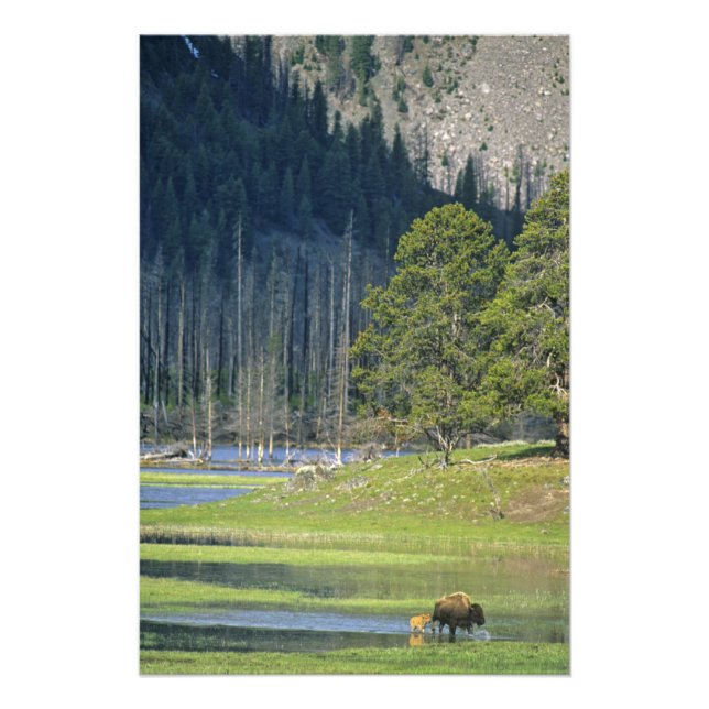 Bison with calf at Yellowstone National Park Photo Print (Front)