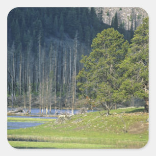 Bison with calf at Yellowstone National Park Square Sticker
