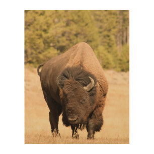 Bison Wood Wall Art