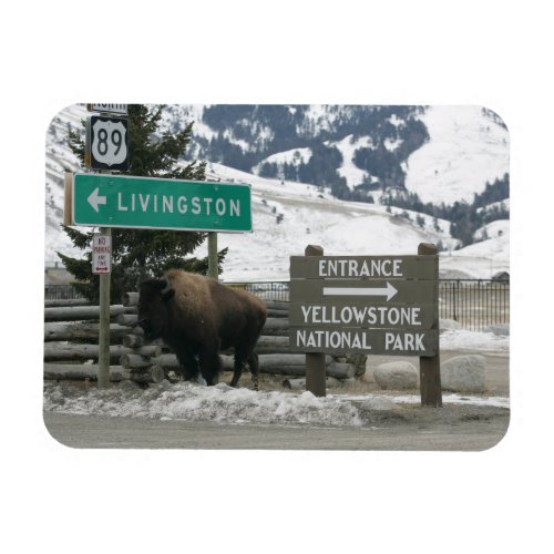 BIson Yellowstone Entrance Gardiner MT Magnet