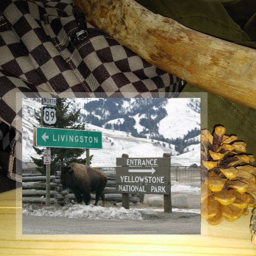 BIson Yellowstone Entrance Gardiner MT Postcard