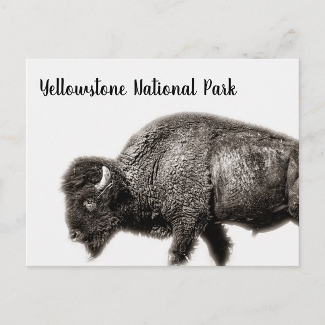 Bison Yellowstone National Park Postcard (Front)