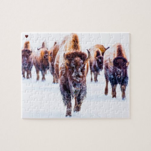Bison Yellowstone Wyoming Jigsaw Puzzle