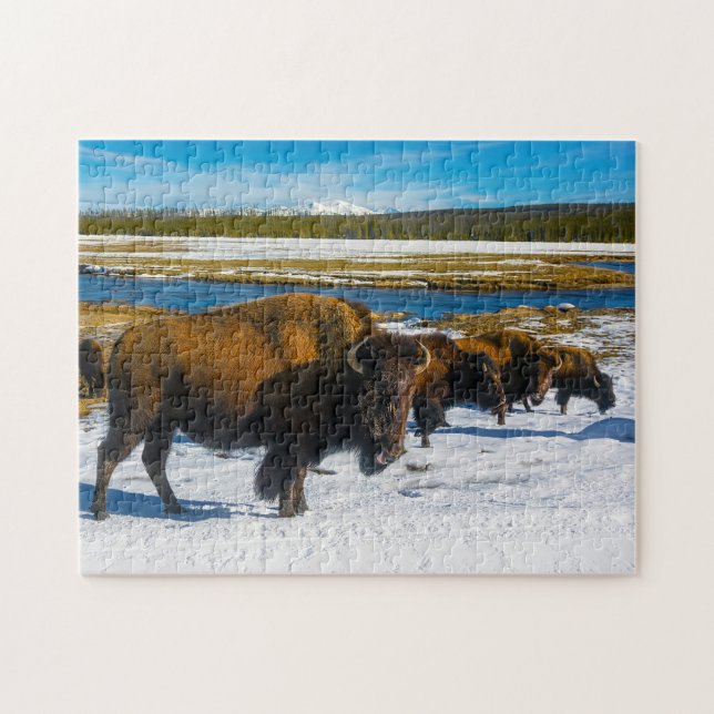 Bison Yellowstone Wyoming. Jigsaw Puzzle (Horizontal)