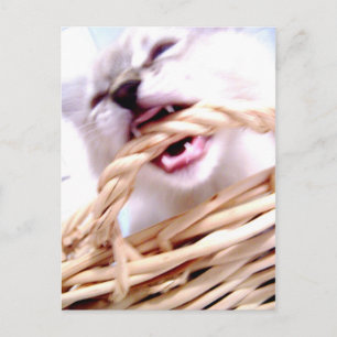 bite Postcard