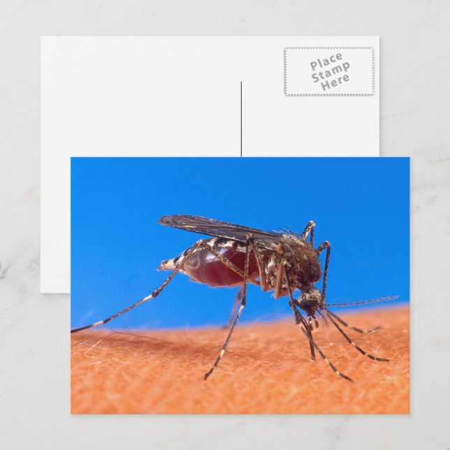 Biting Mosquito Bloodsucking Insect Photo Postcard (Front/Back)