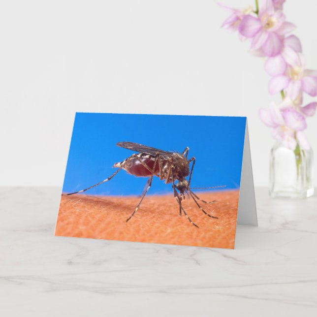 Biting Mosquito Photo Quote Old Age Birthday Card (Orchid)