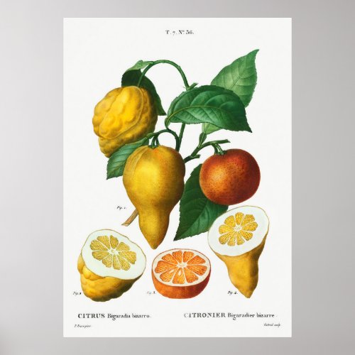 Bitter orange Citrus bigaradia bizarro from Traite Poster