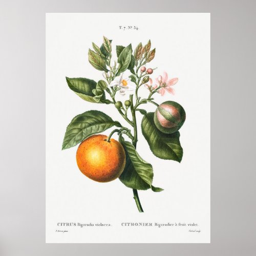 Bitter orange Citrus Bigaradia violacea from Tra Poster