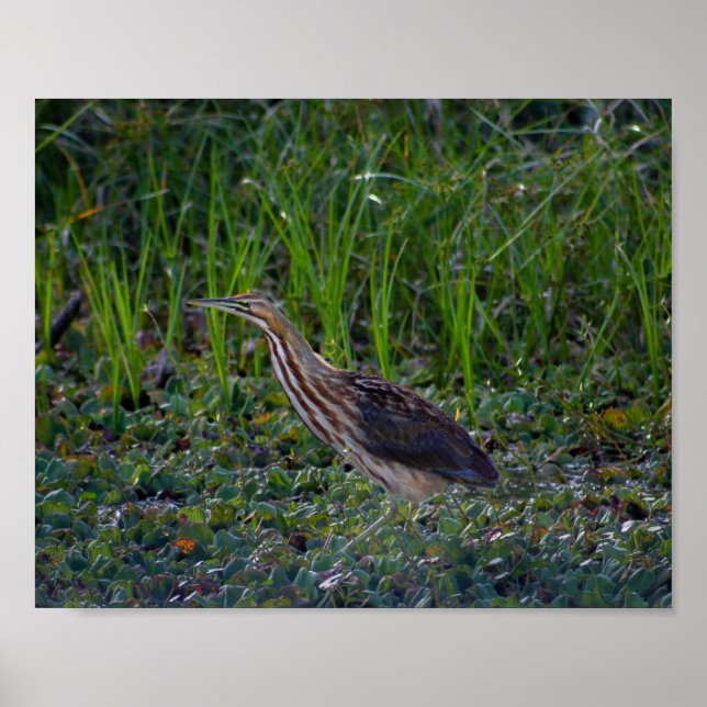 Bittern Bird Photo Print (Front)