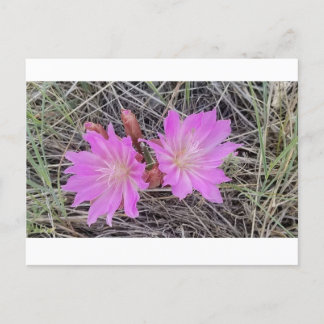 Bitterroot Flower Postcard