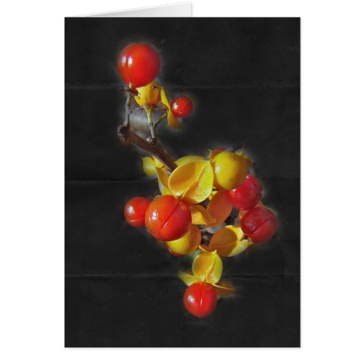 Bittersweet Berries - Autumn Beauty (Front)